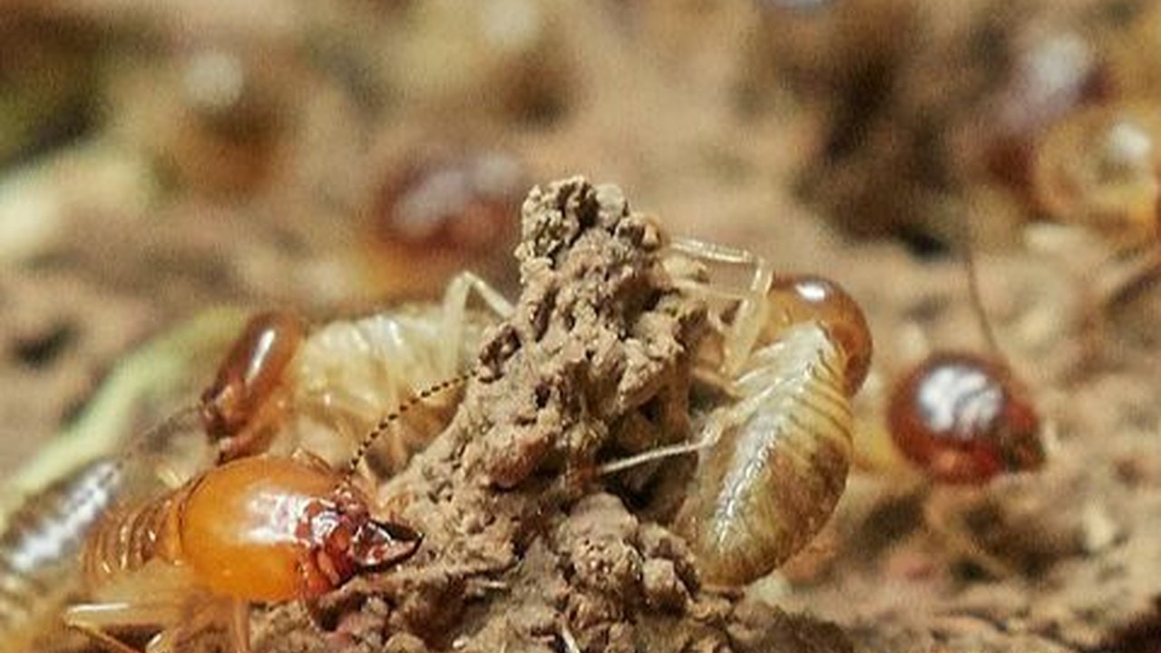 Cara Membasmi Laron dengan Bahan Alami, Tak Perlu Matikan Lampu