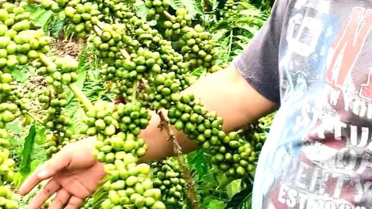 Full Senyum Jenderal Jadi Petani Bersiap Panen Kopi, Nasib Lebih Baik di 2024