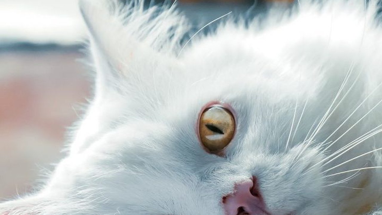 Ciri-ciri Kucing Anggora dan Persia, Jangan Tertukar