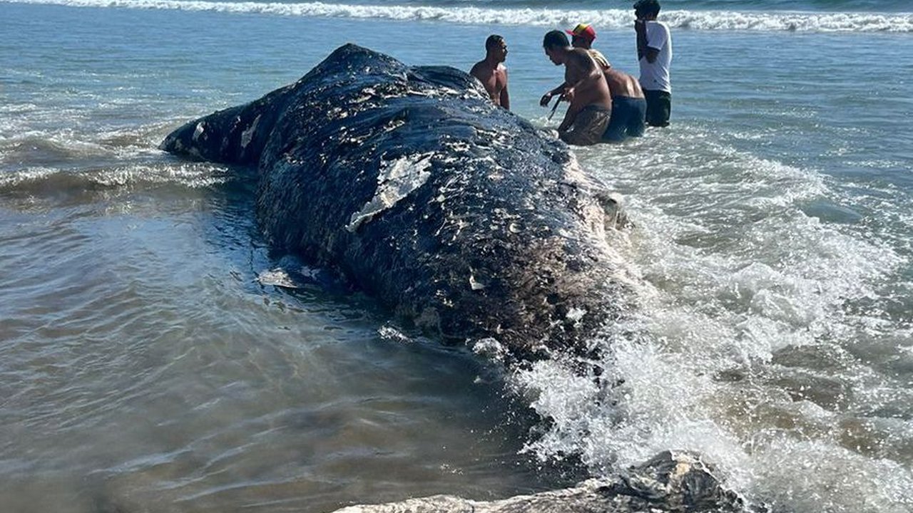 Bangkai Paus Sperma Seberat 1 Ton Terdampar di Pantai Legian Bali