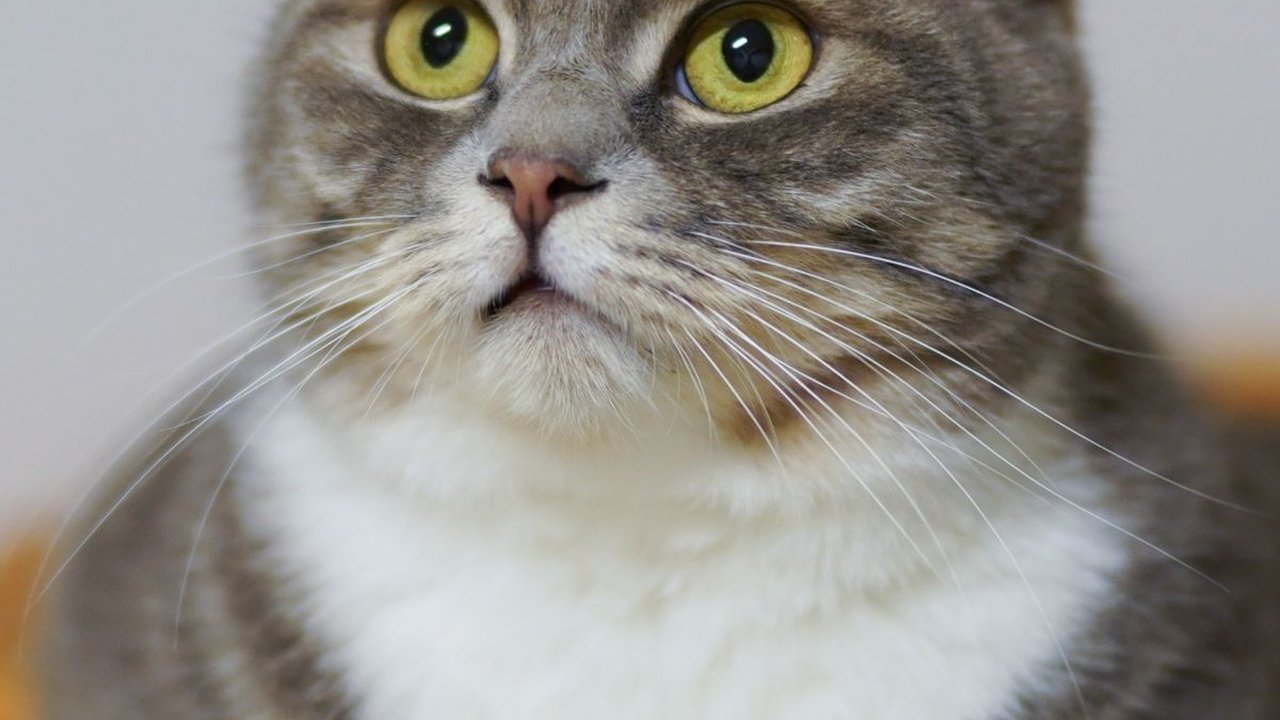Nama Kucing Lucu dan Antimainstream! Cocok Banget untuk Diberikan pada Anabul Kecintaan