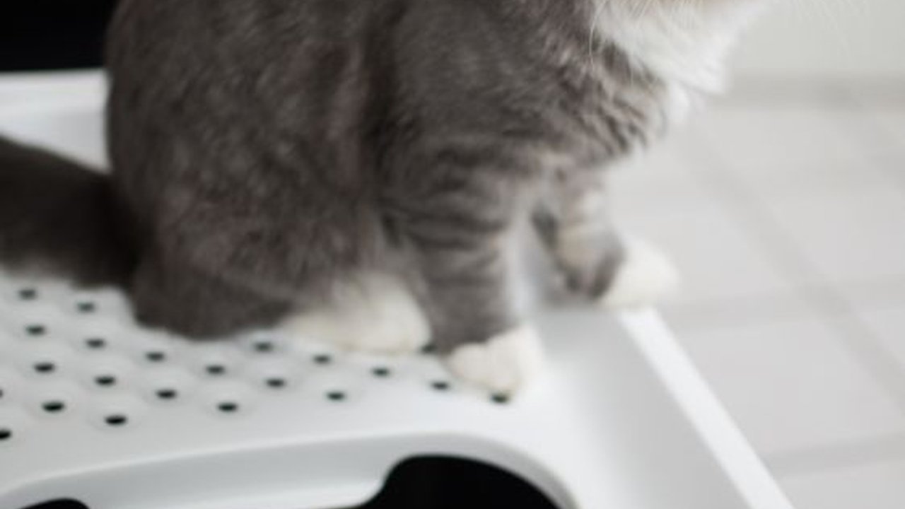 Kenali Jenis Toilet yang Cocok Buat Anabul, Cari yang Paling Aman Buat Peliharaan!