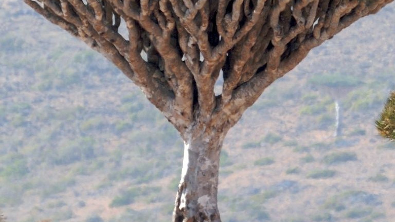 Socotra, Pulau Tempat Dajjal Dirantai Tuhan?