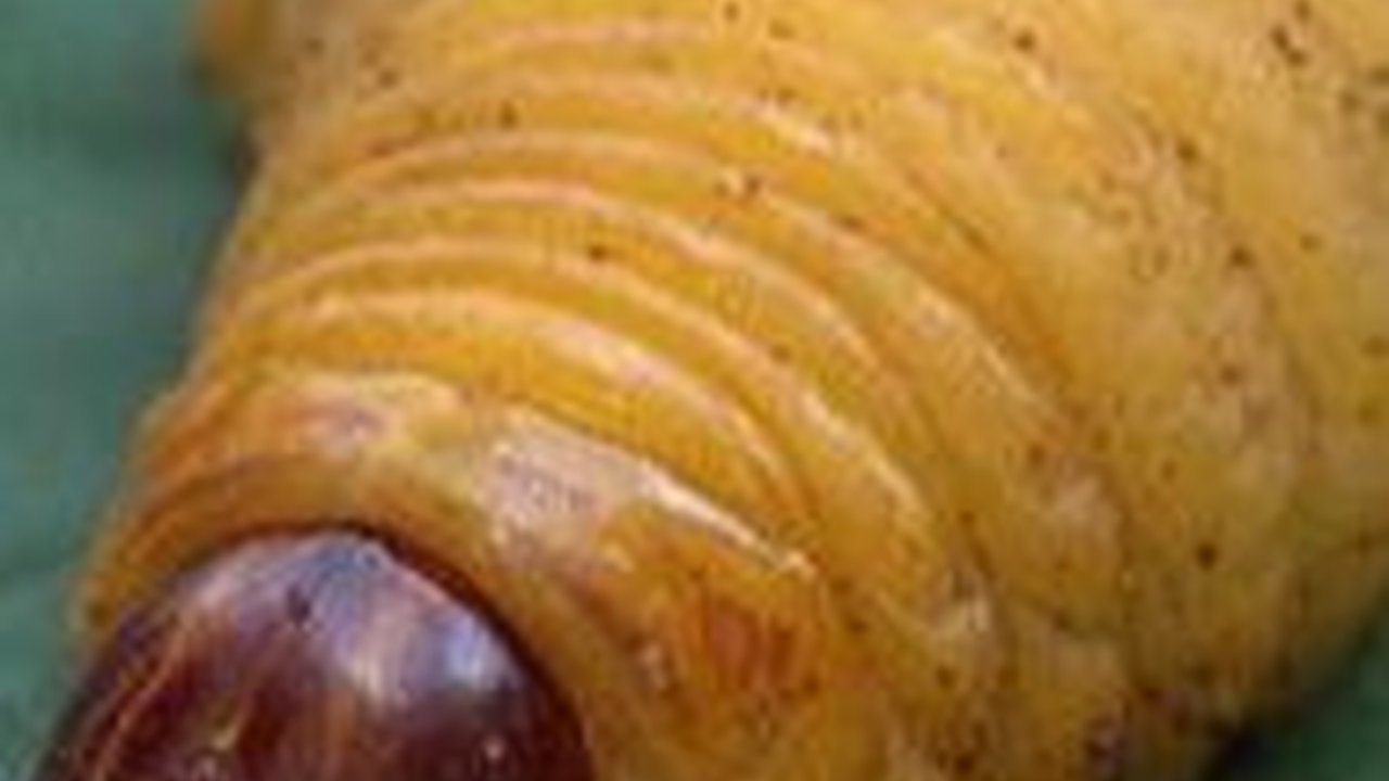 Fakta Unik Kidu-Kidu, Makanan Berbahan Dasar Ulat Pohon Sagu Khas Tanah Karo