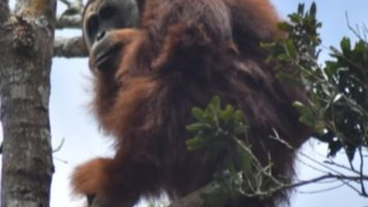 Mengenal Orang Utan Tapanuli, Spesies Jenis Baru di Hutan Sumatra
