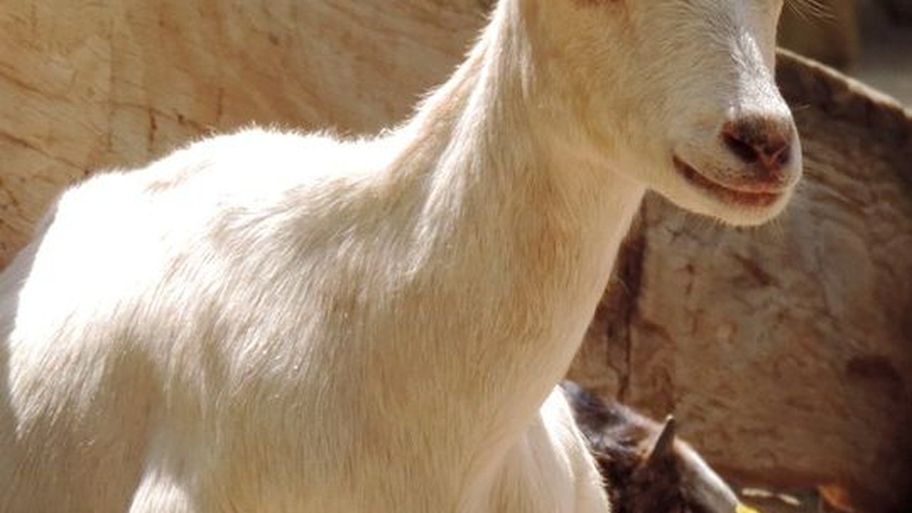 Kriteria Hewan Kurban dalam Islam, Perhatikan Aturannya