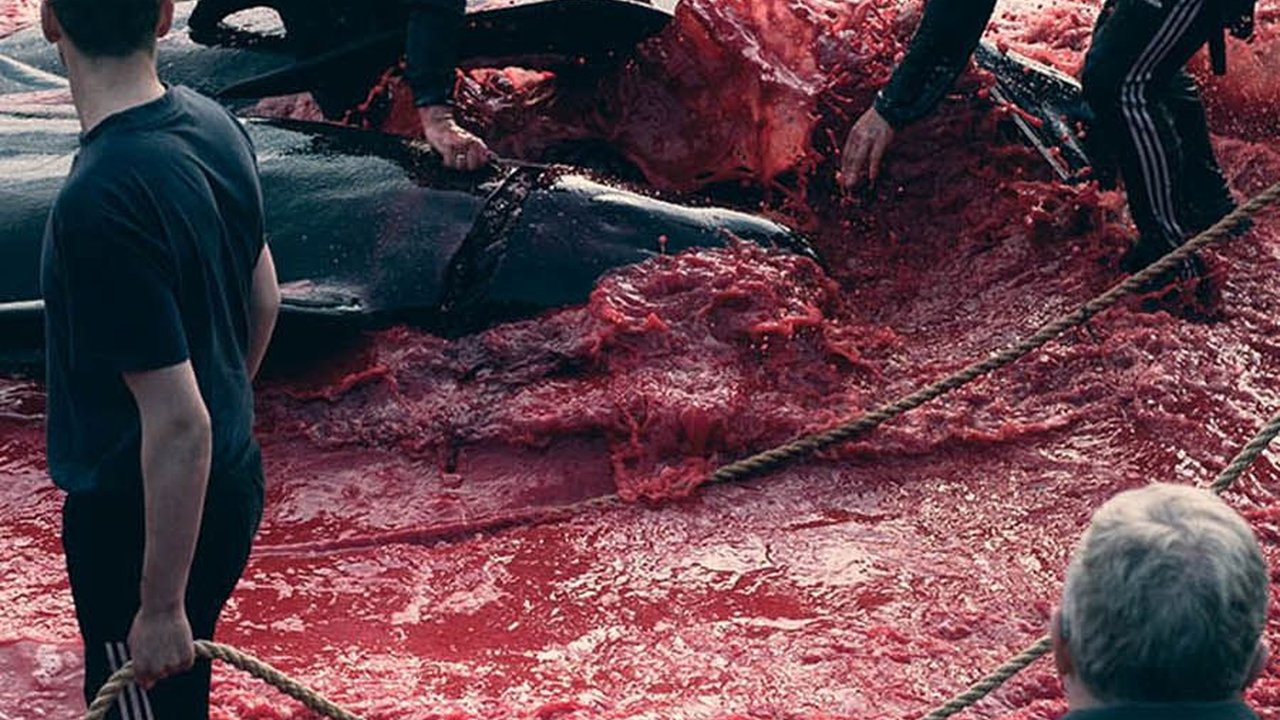 Foto-Foto Memilukan Tradisi Pembantaian Lumba-Lumba di Kepulauan Faroe