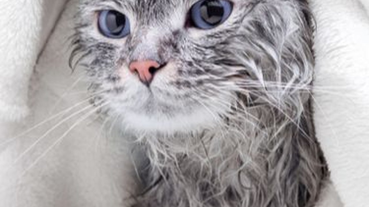 Punya Kucing Bisa Bikin Susah Hamil, Mitos atau Fakta Ya?