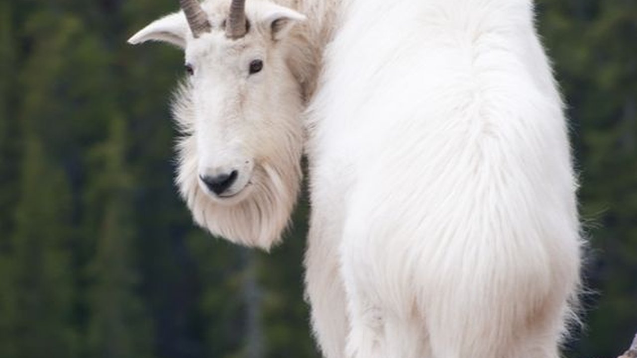 Bukan Termasuk Jenis Kambing, Kenapa Hewan Ini Disebut Kambing Gunung?