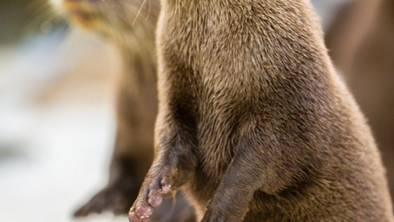Fakta Otter Hewan Lucu yang Hobi Main