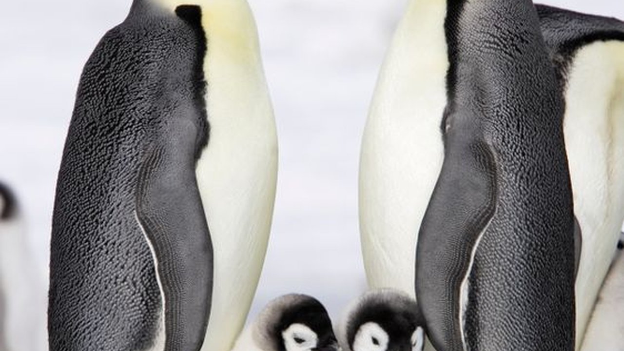 Kenapa Warna Penguin Hitam dan Putih?