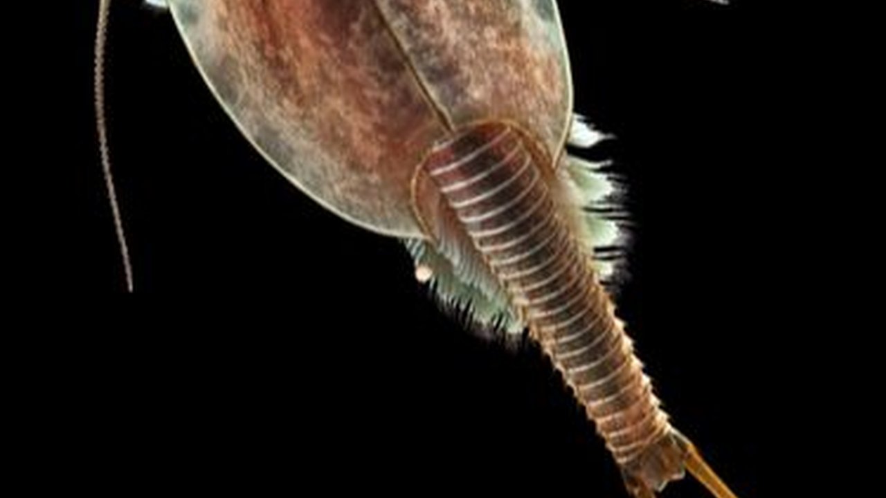 Fakta Triops: Udang Kecebong Bermata Tiga