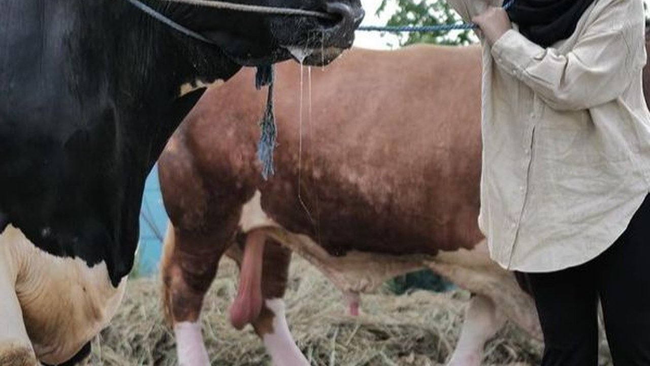 Jelang Idul Adha, Ini Deretan Artis Beli Sapi Jumbo untuk Kurban