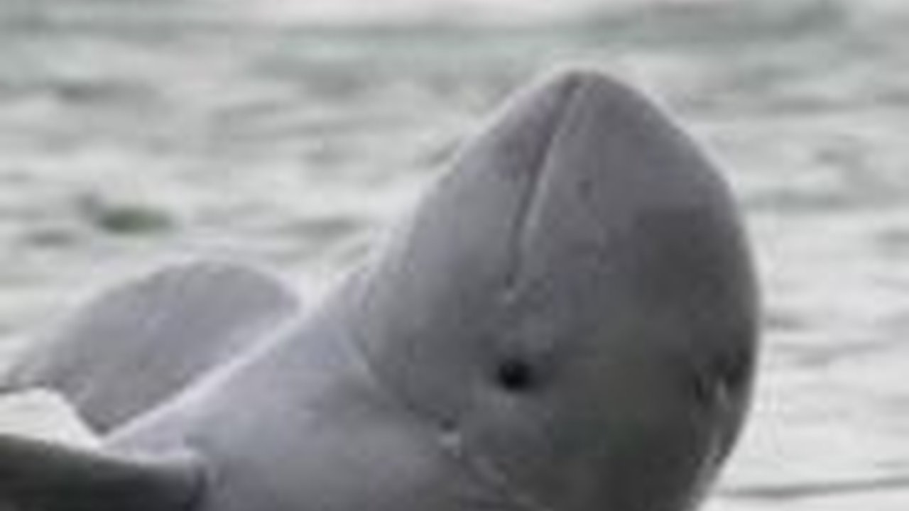 Pesut Mahakam, Satwa Lumba-Lumba Asli Indonesia yang hidup di Perairan Air Tawar