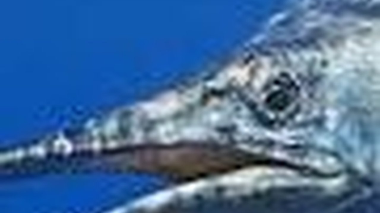 Fakta Ikan Tuhuk, Jadi Maskot Kota Lampung hingga Olahan Menu Masakan yang Lezat