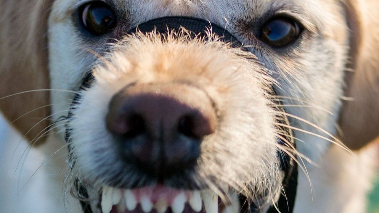 4 Cara Mencegah Rabies yang Penting Diketahui, Vaksin Hewan Peliharaan