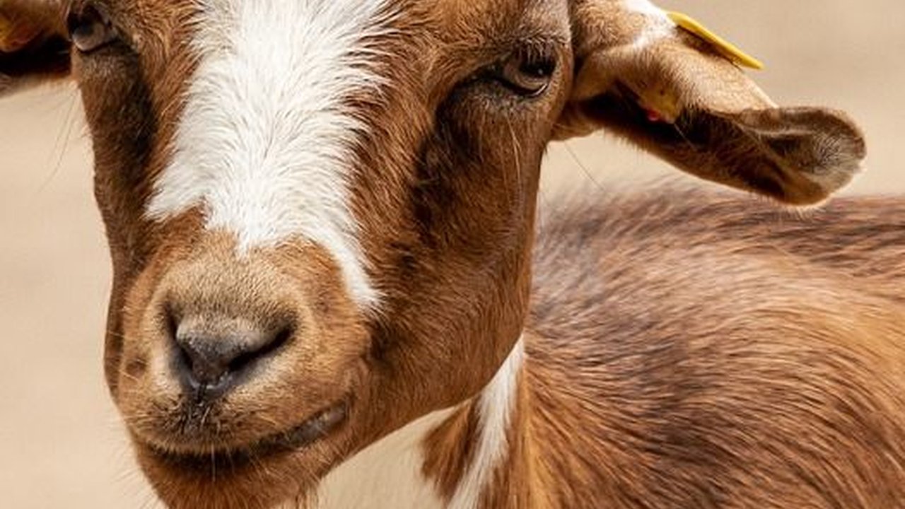 Hukum Memotong Rambut dan Kuku bagi Orang yang Berkurban, Pahami Dalilnya