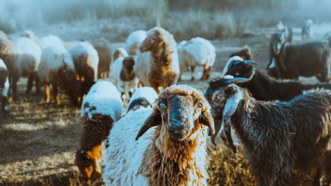 Hukum Qurban Atas Nama Anak dalam Islam, Simak Ulasannya Agar Tak Salah