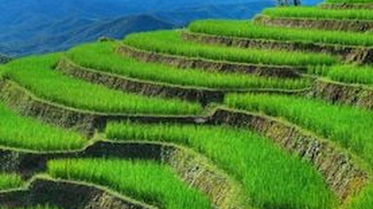 Jatim Produsen Padi dan Beras Terbesar di Indonesia, Tak Gentar Hadapi Ancaman Krisis Pangan
