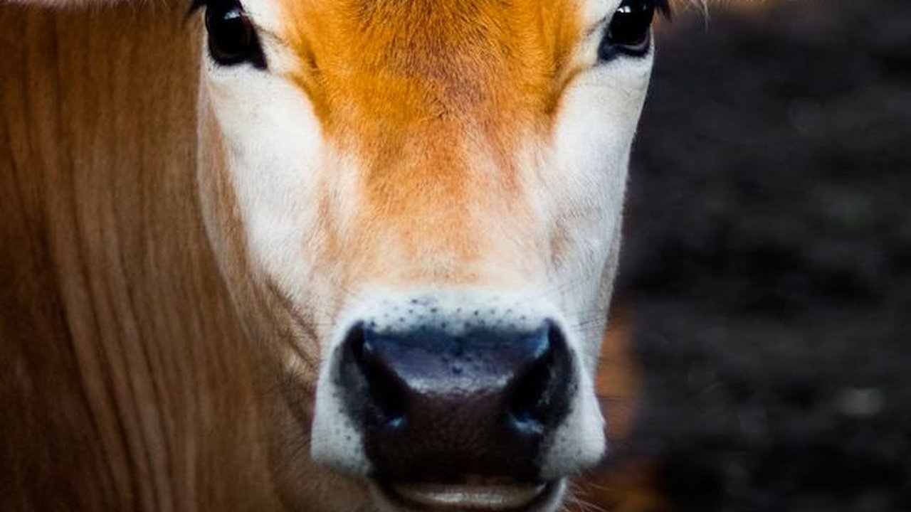 Cara Merobohkan Sapi Kurban yang Benar, Jangan Sampai Salah