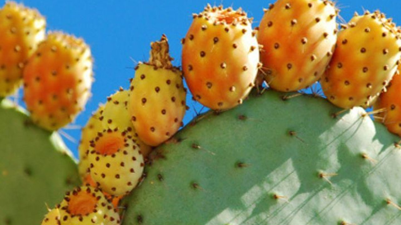 5 Jenis Buah Kaktus Ini Ternyata Bisa Dimakan dan Bagus Bagi Kesehatan