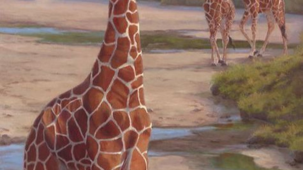 Segera Lahirkan Anak Ketiga, Jerapah Jahari Taman Safari Prigen Hamil Besar