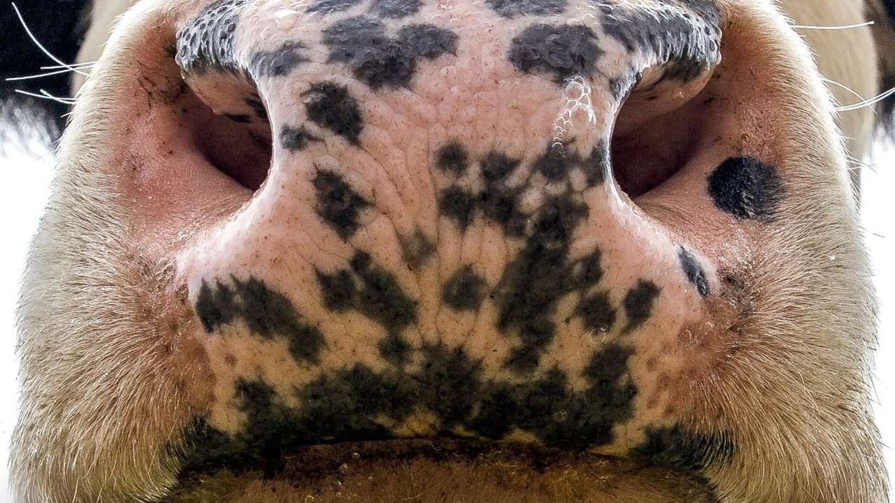 Apakah Boleh Kurban Sapi Betina? Berikut Penjelasan Lengkapnya