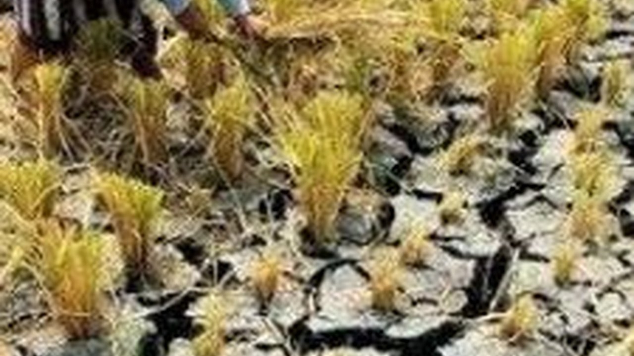 Rawan Terdampak El Nino, Pemprov Jateng Lakukan Intervensi Ini