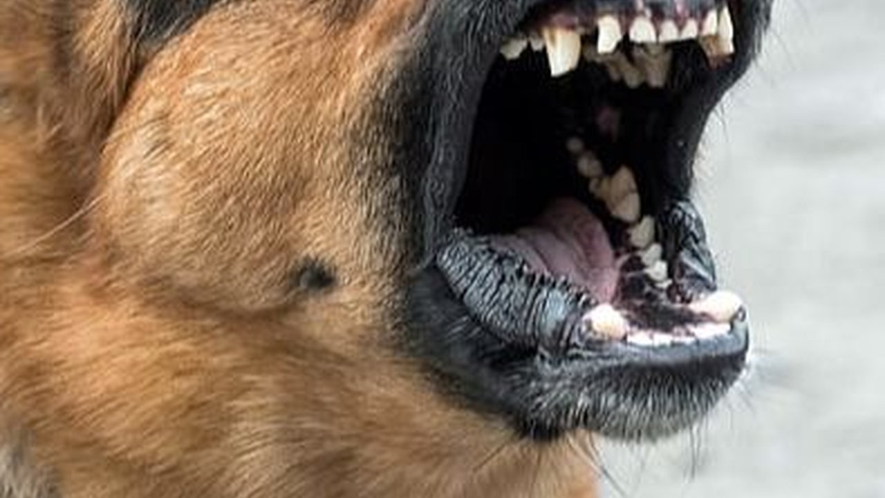 Pertolongan Pertama yang Perlu Dilakukan saat Digigit Anjing