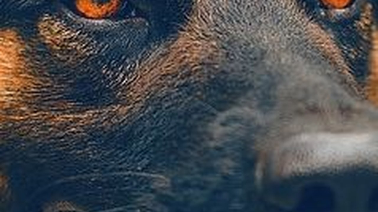 Cara Mencegah Hewan Terkena Rabies, Vaksinasi hingga Sterilisasi