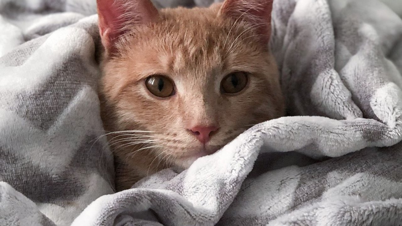 Cara Menghilangkan Kutu Kucing, Ampuh dan Efektif