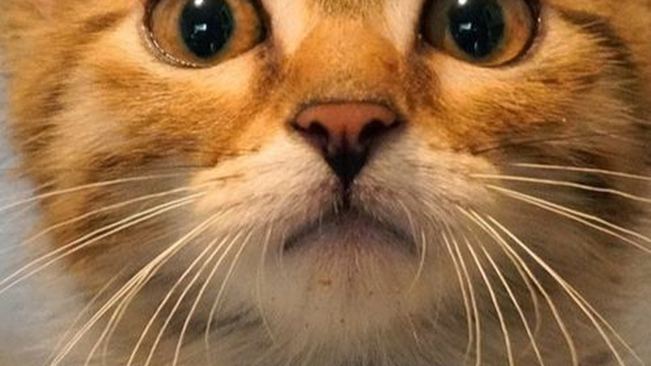 Cara Merawat Anak Kucing Berdasarkan Umur, Perhatikan Makanan dan Kebersihan Lingkungan