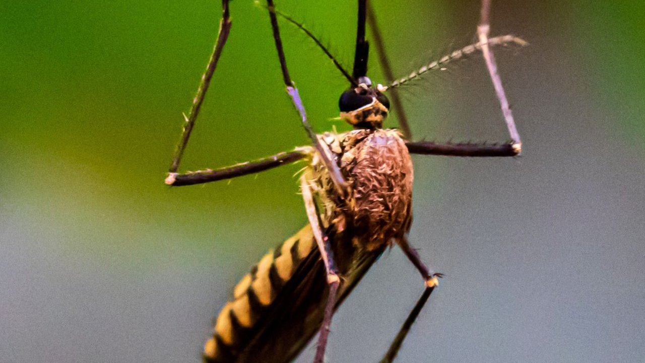 Untung Rugi Jika Nyamuk Punah dari Muka Bumi