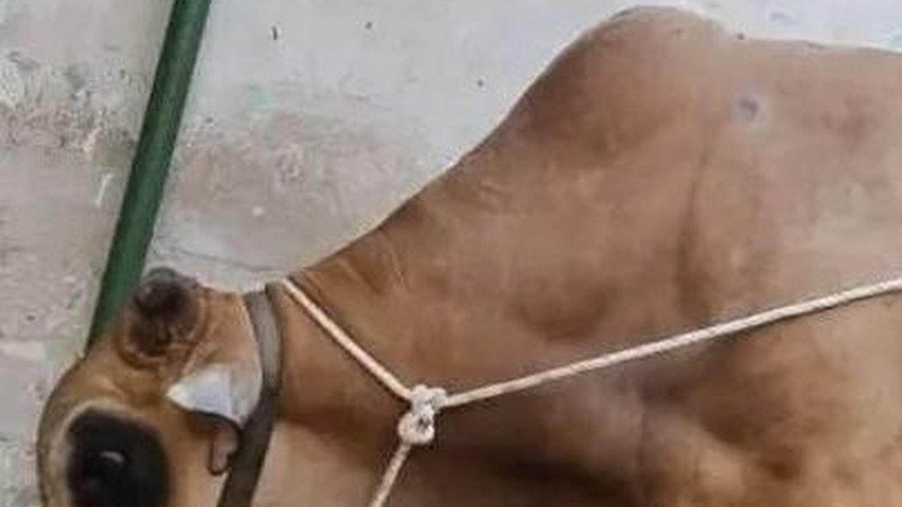 Disembelih Hari Ini, Bawor jadi Sapi Kurban Terberat di Sumatera