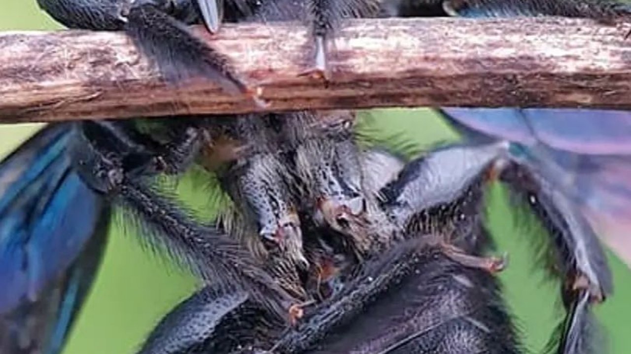 Black Soldier Fly Solusi Sampah Sisa Makanan