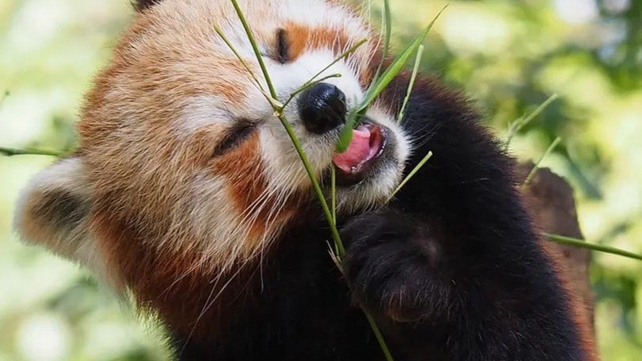 Si Imut Panda Merah