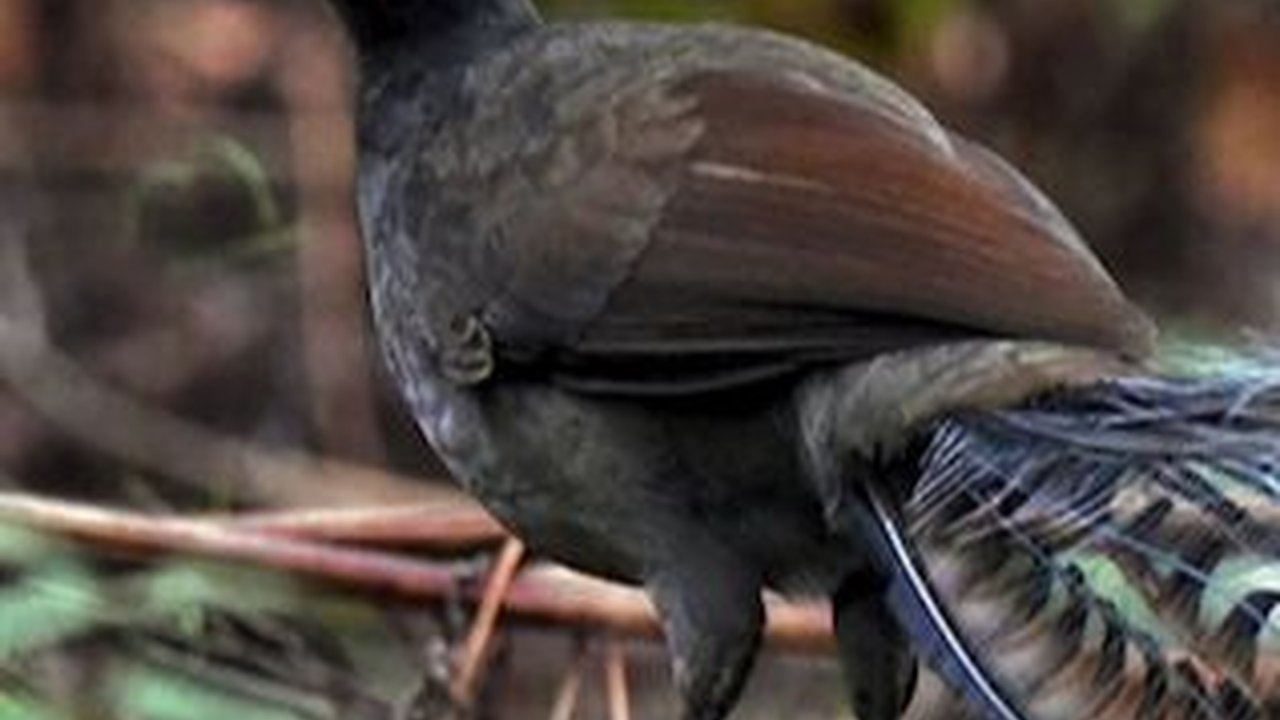 Bukan Kakatua, Tapi Burung Ini Mampu Tirukan Beragam Suara Aneh yang Mengejutkan