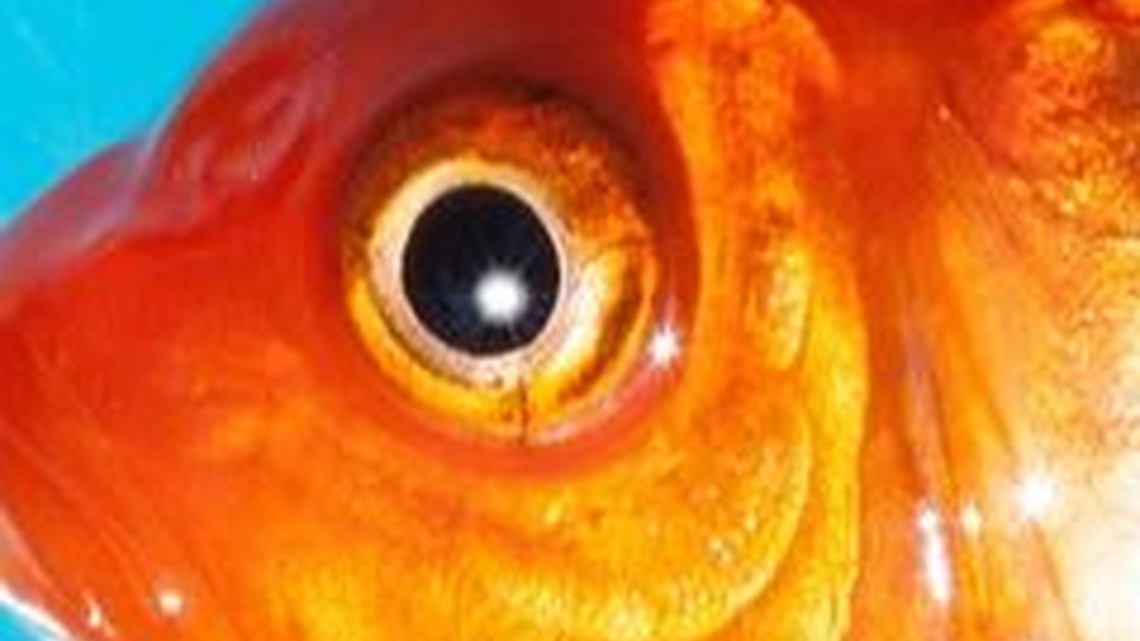 Keunikan Ikan Mas Sinyonya Asli Pandeglang, Bisa Dimakan dan Jadi Hiasan