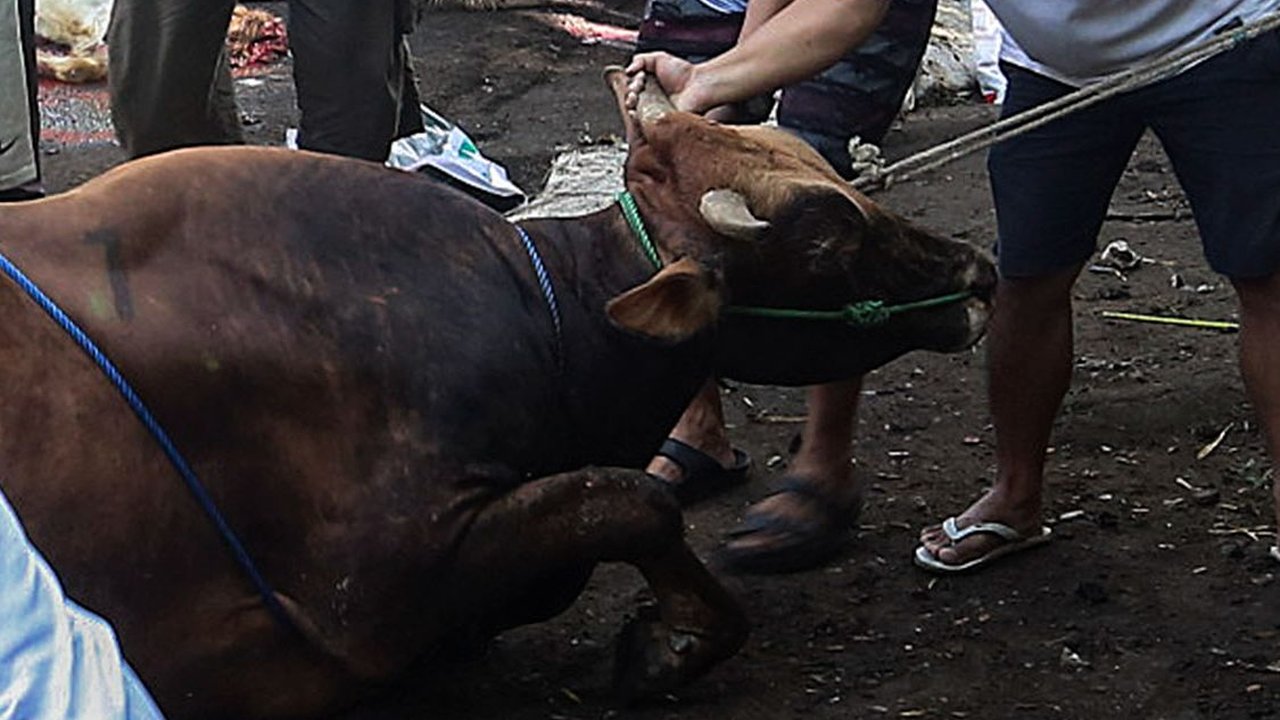 Memaknai Kurban dengan Semangat Kolaborasi Kebangsaan