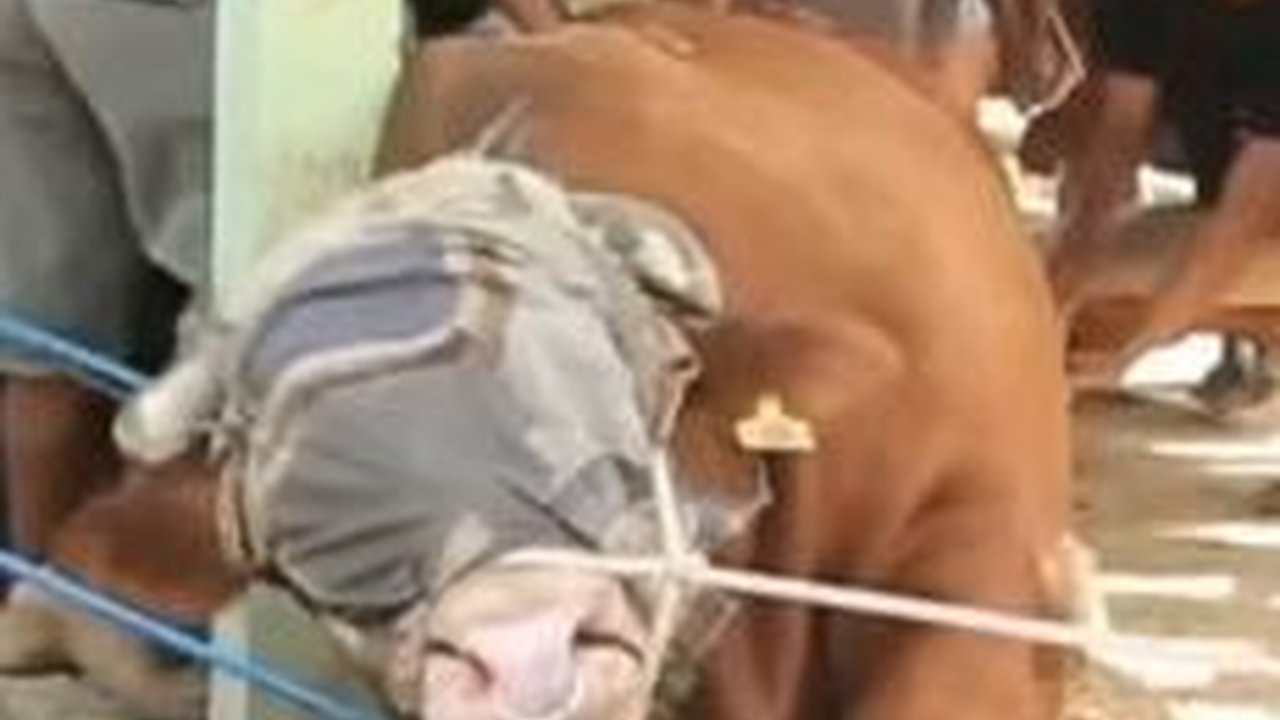 Geger Sapi Kurban Jokowi di Blora Mengamuk, Begini Cara Warga Mengatasinya