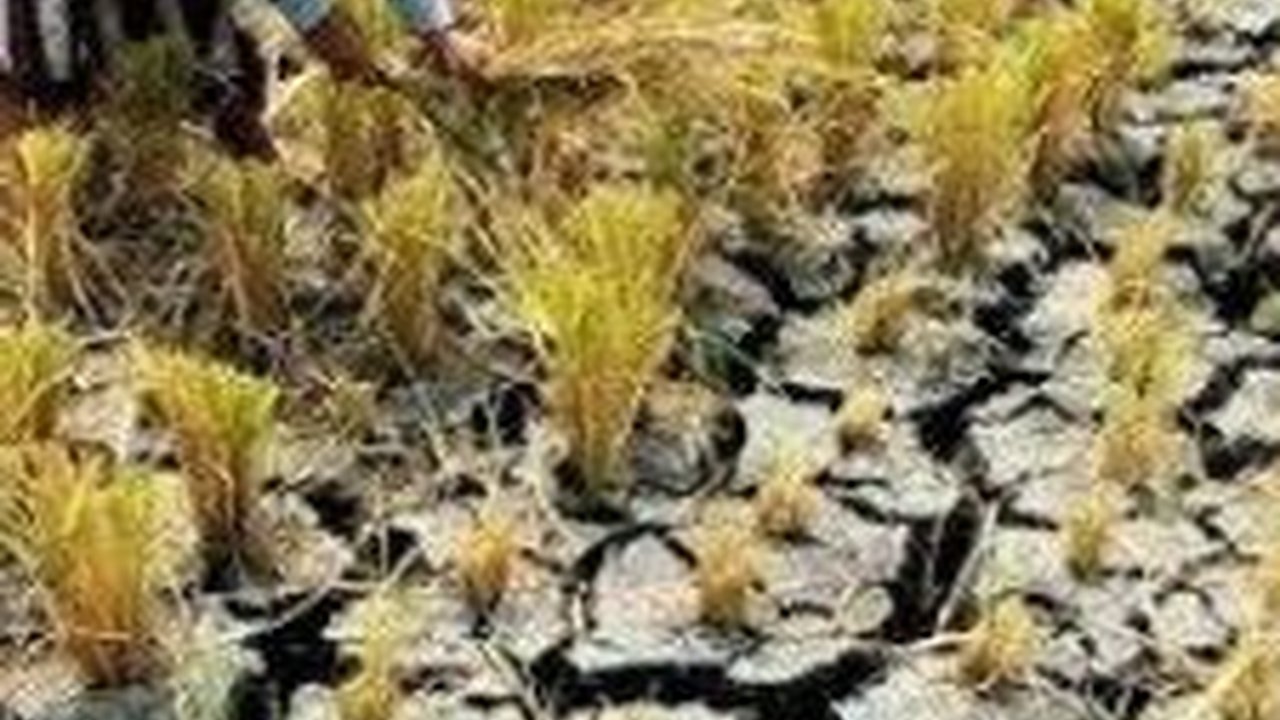 Hadapi Musim Kemarau, Begini Cara Sleman Jaga Sektor Pertanian Tetap Produktif