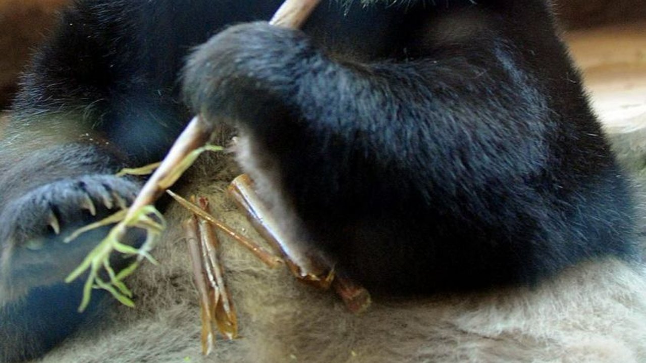 Mengapa Panda Gendut Meski Hanya Makan Tumbuhan?