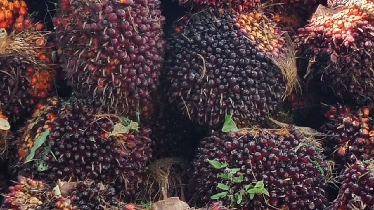 Perusahaan Kelapa Sawit Terbesar di Indonesia Milik Para Konglomerat