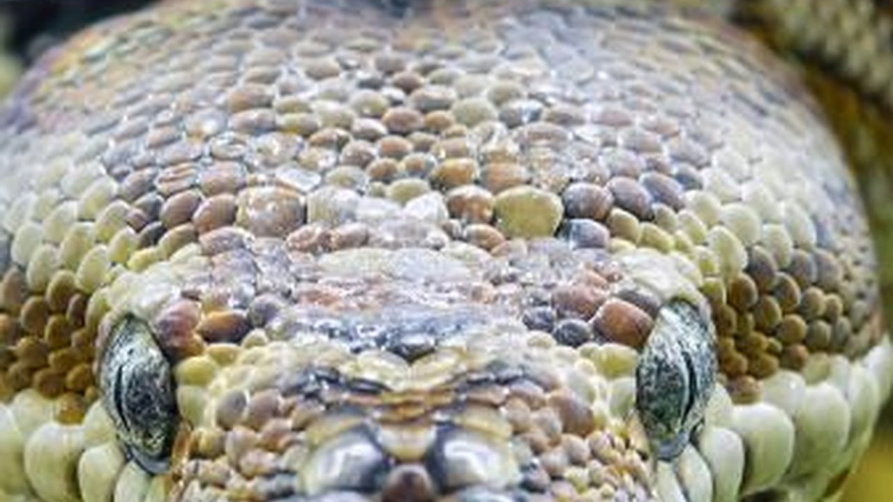 Cerita Nenek Mengira Peluk Cucu Ternyata Piton 8 Meter, Ini Penampakan Ularnya