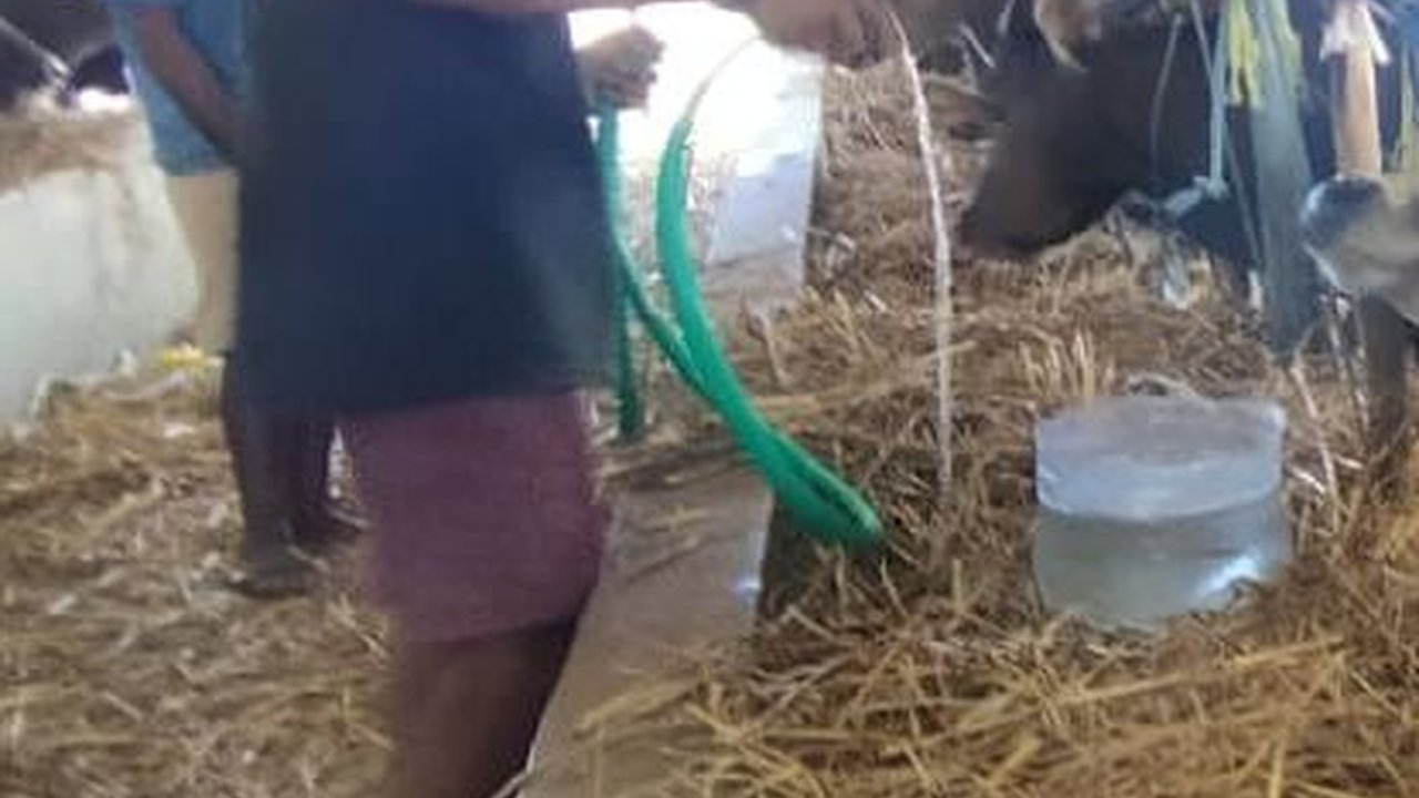 Strategi NTT Cegah Antraks Sebelum Memakan Korban Jiwa