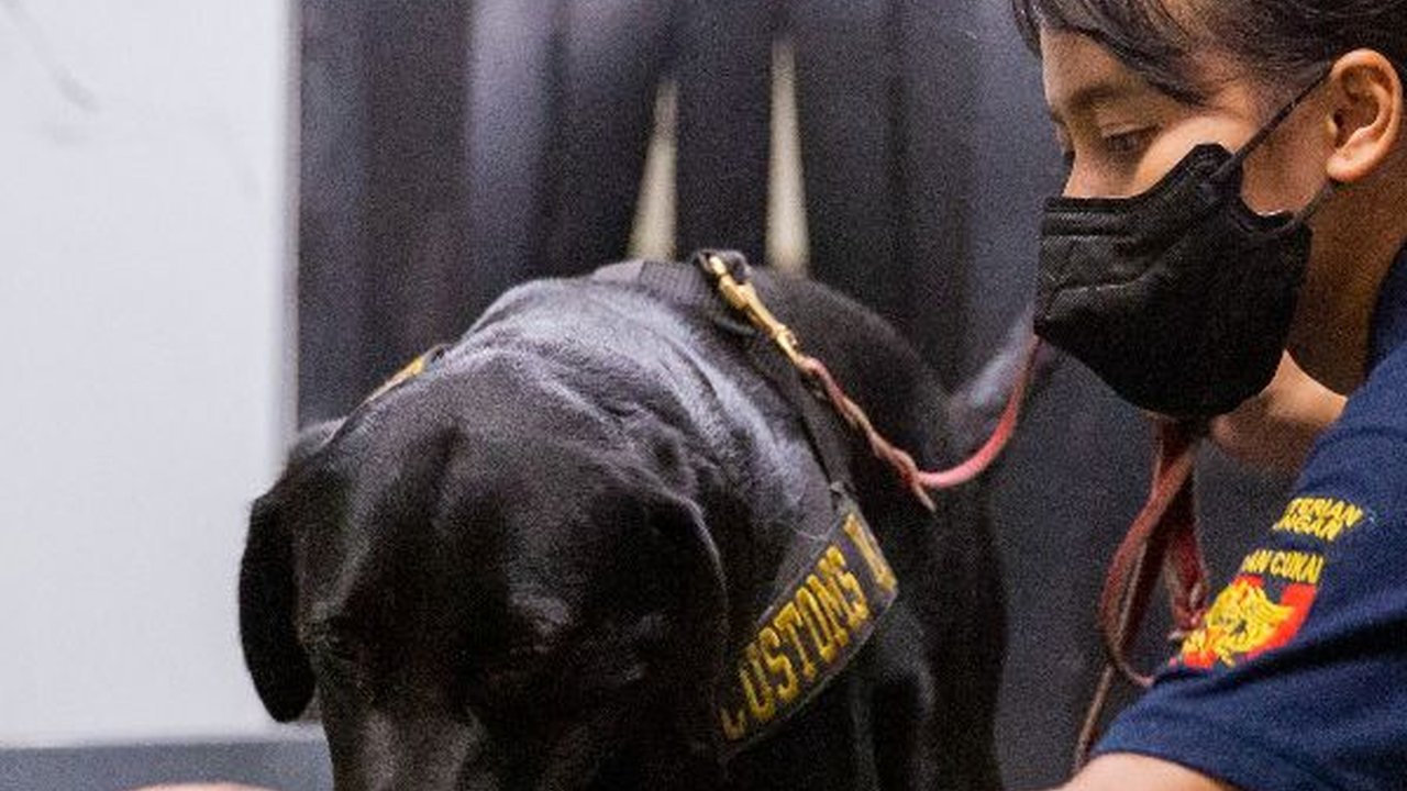 Bangga! Indonesia Jadi Pusat Pelatihan Anjing Pelacak Asia Pasifik