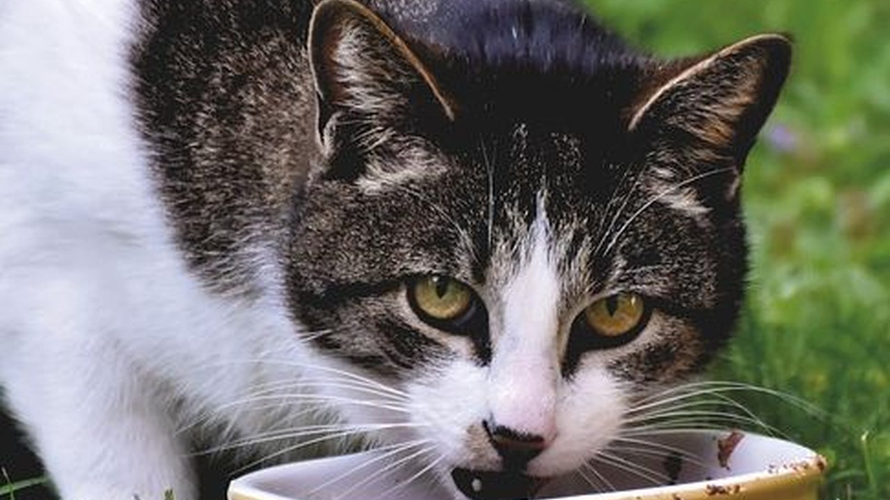Jenis Makanan Kucing dan Karakteristiknya, Perhatikan Nutrisi dan Daya Simpannya
