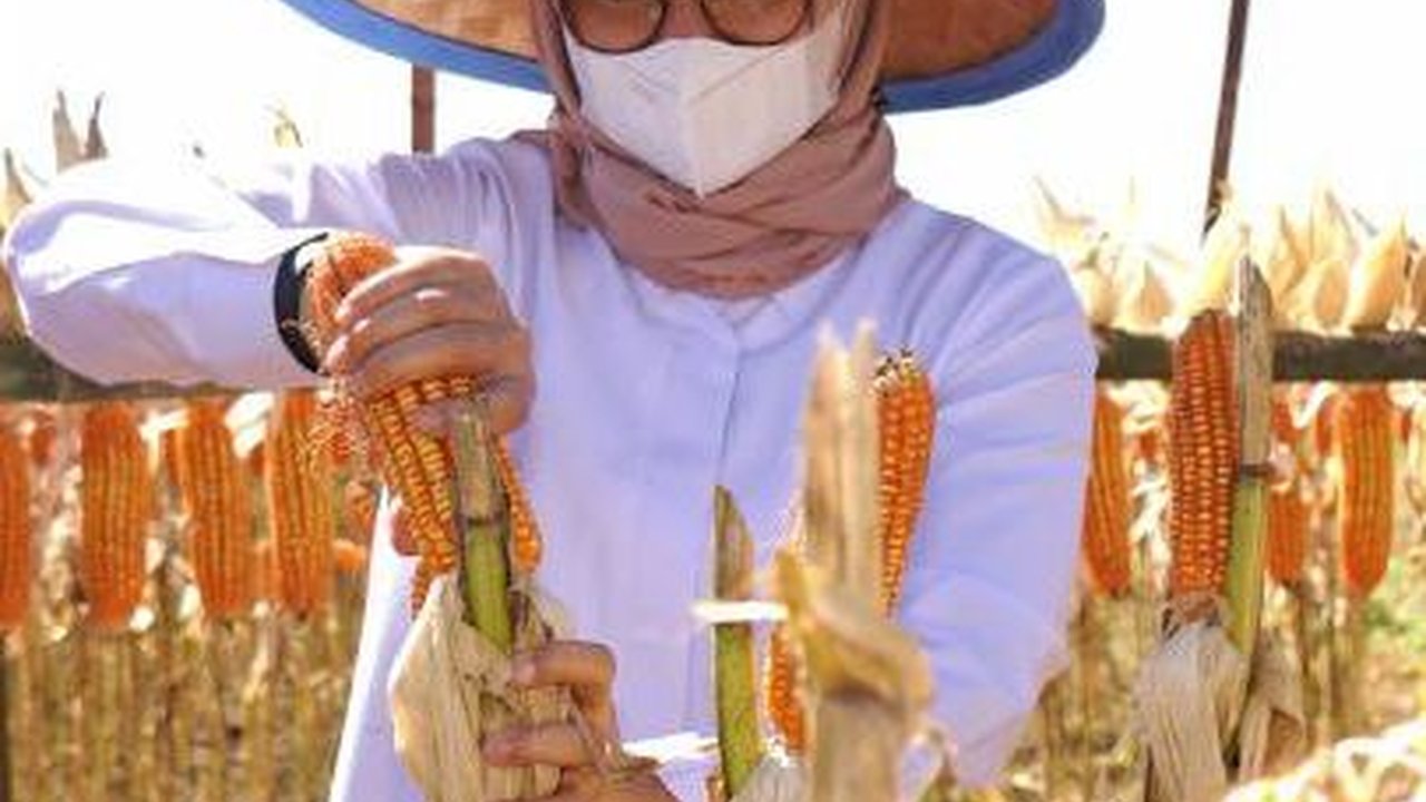 Jadi Lumbung Jagung Jawa Timur, Banyuwangi Mampu Pasok 250 Ribu Ton