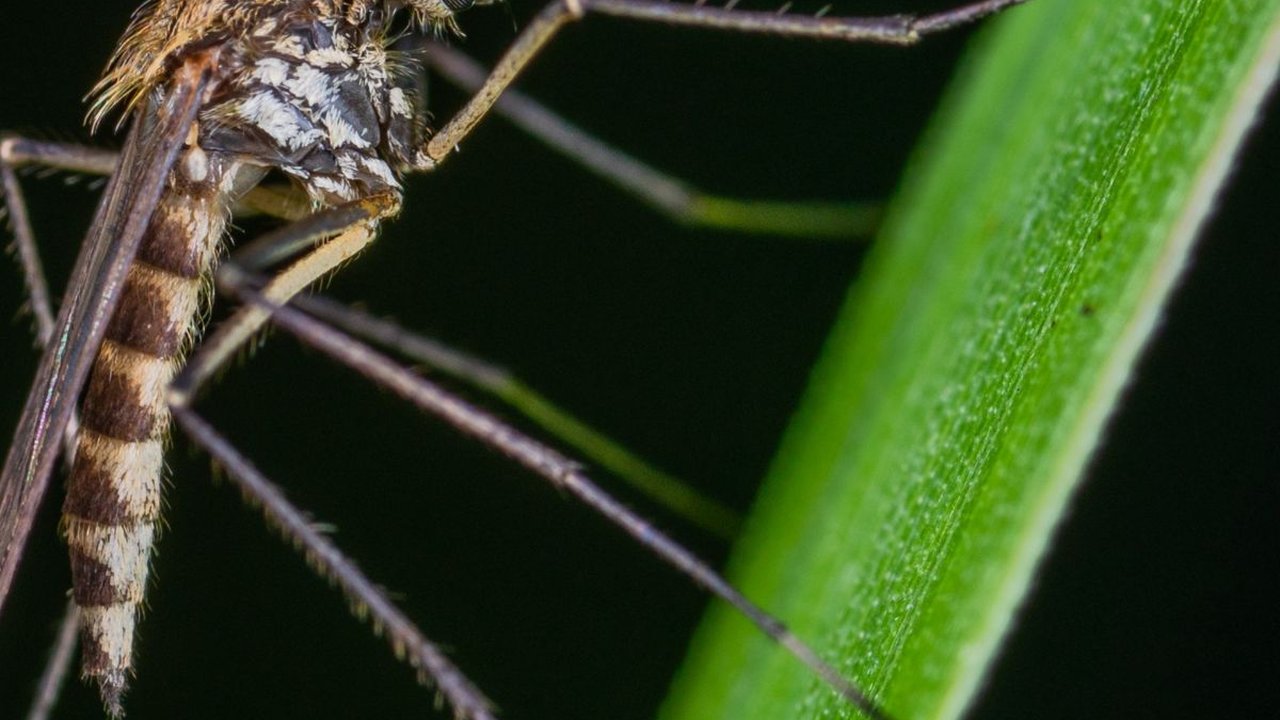 Anopheles Nyamuk Penyebab Malaria, Berkembang Biak di Daerah Tropis
