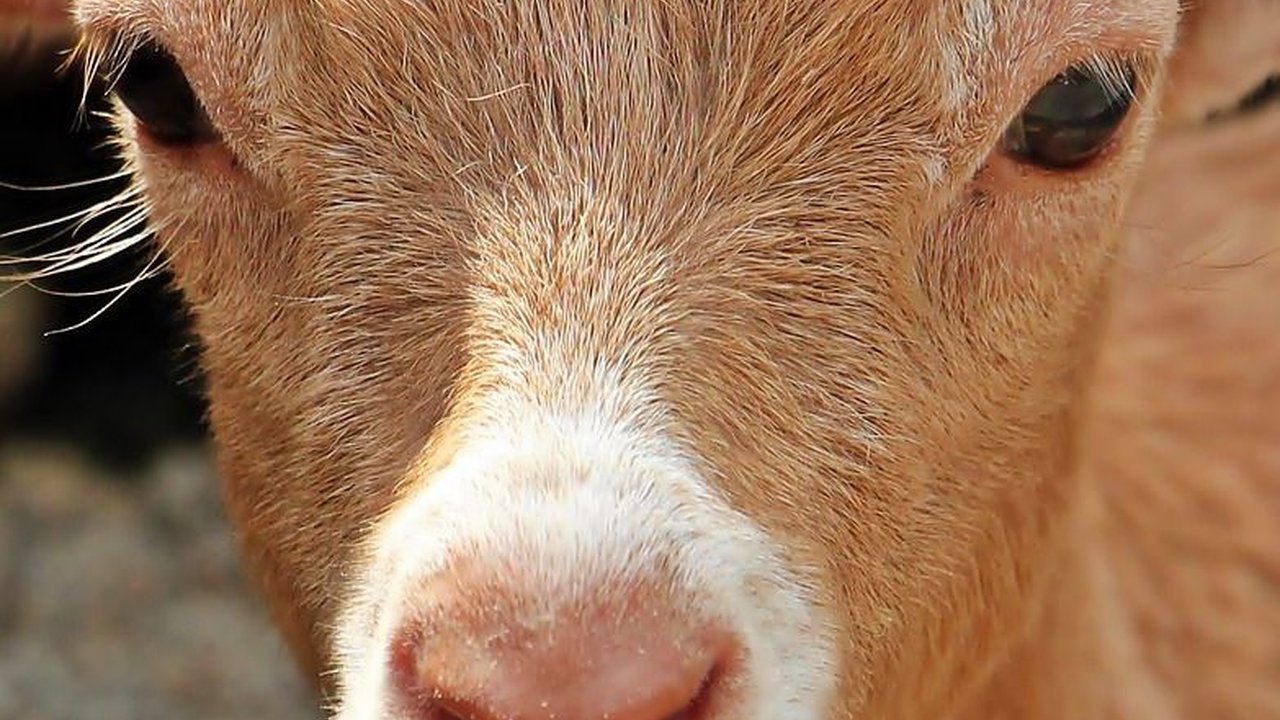 Tak Ada Kambing Peliharaan di Baduy, Ternyata Ini Alasan di Baliknya